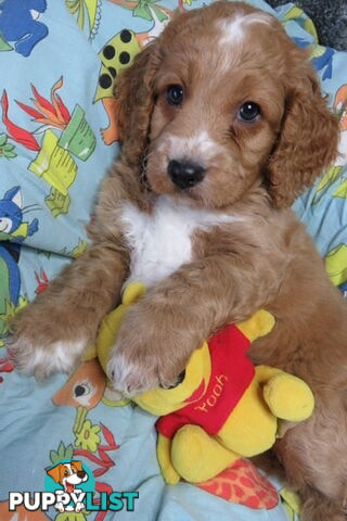 Spoodles and Purebred English Cocker Spaniels!