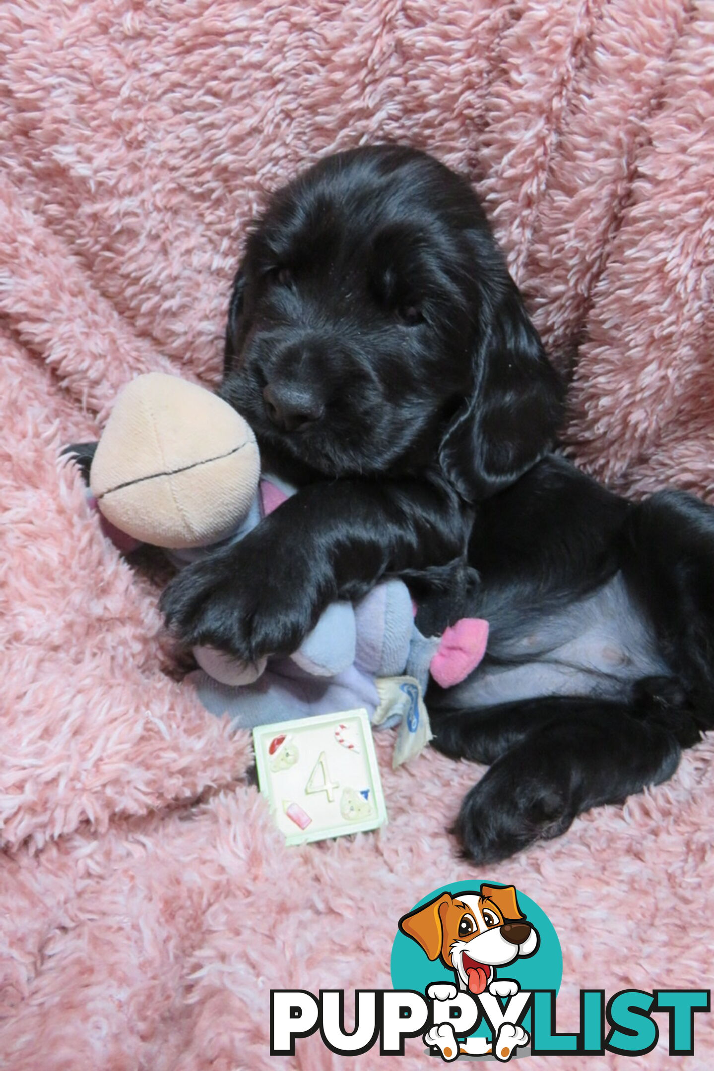 Spoodles and Purebred English Cocker Spaniels!