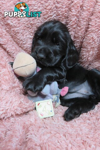 Spoodles and Purebred English Cocker Spaniels!