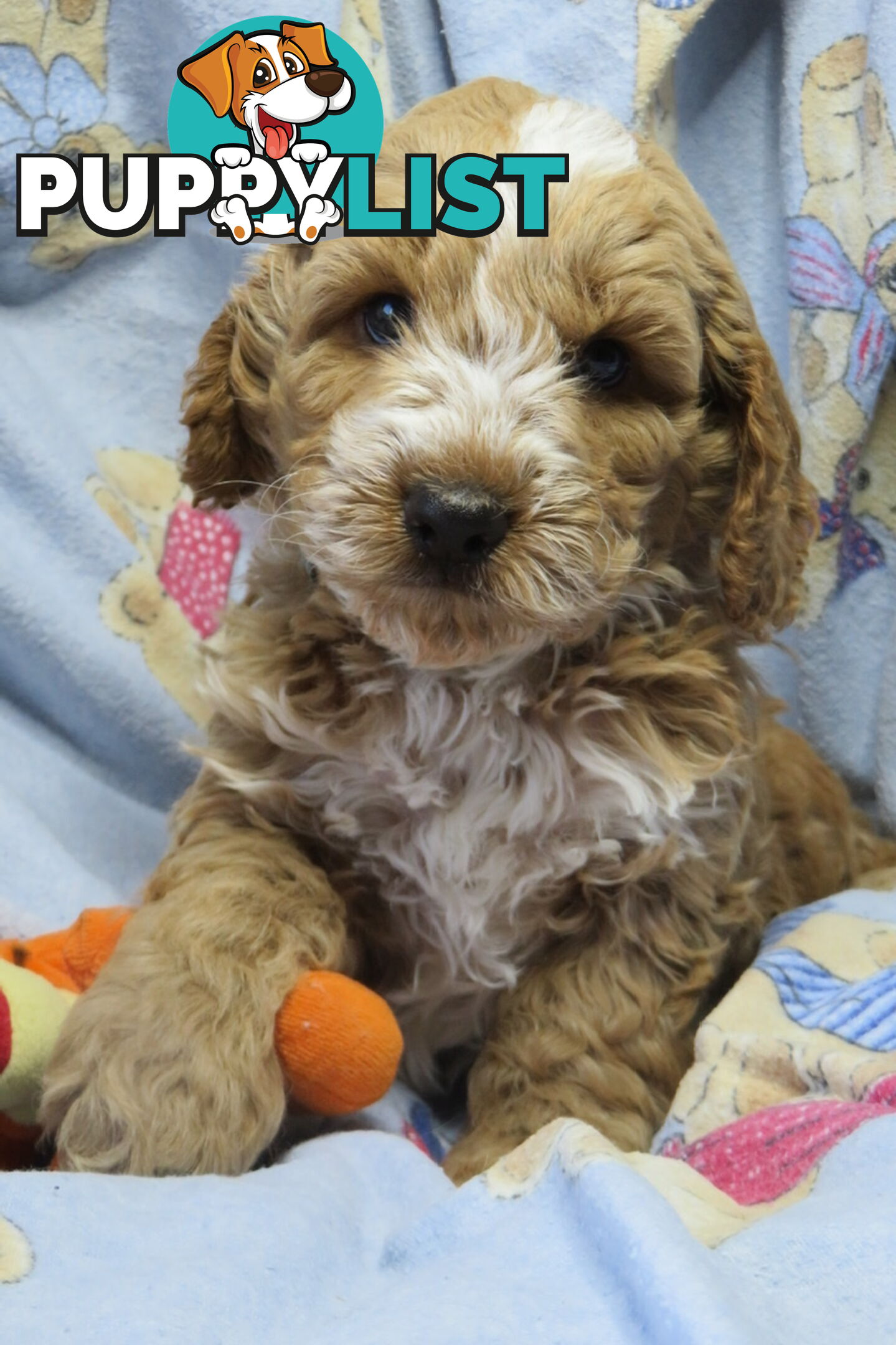 Spoodles and Purebred English Cocker Spaniels!