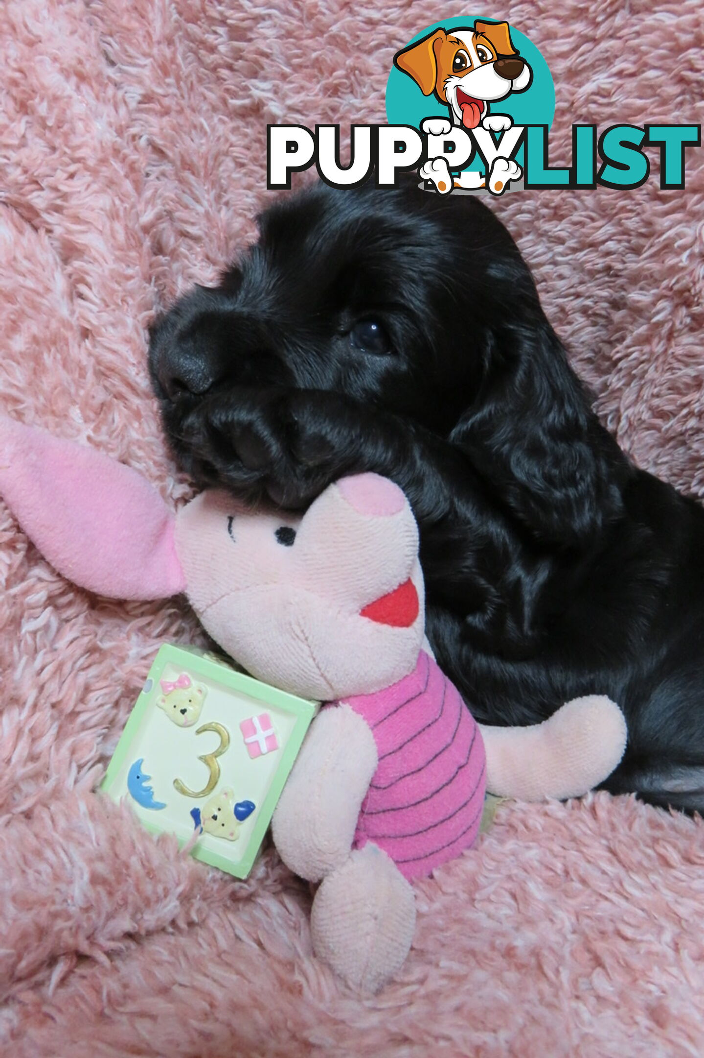 Spoodles and Purebred English Cocker Spaniels!