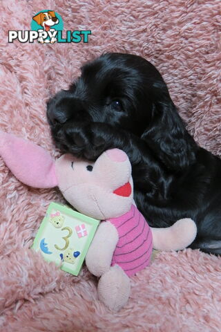 Spoodles and Purebred English Cocker Spaniels!