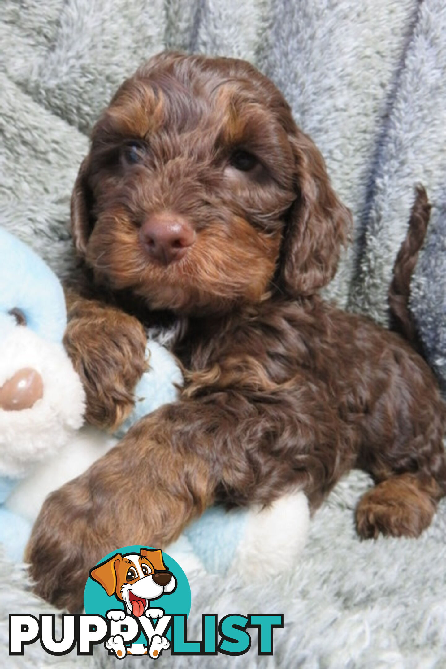 Spoodles and Purebred English Cocker Spaniels!