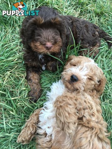 Spoodles and Purebred English Cocker Spaniels!