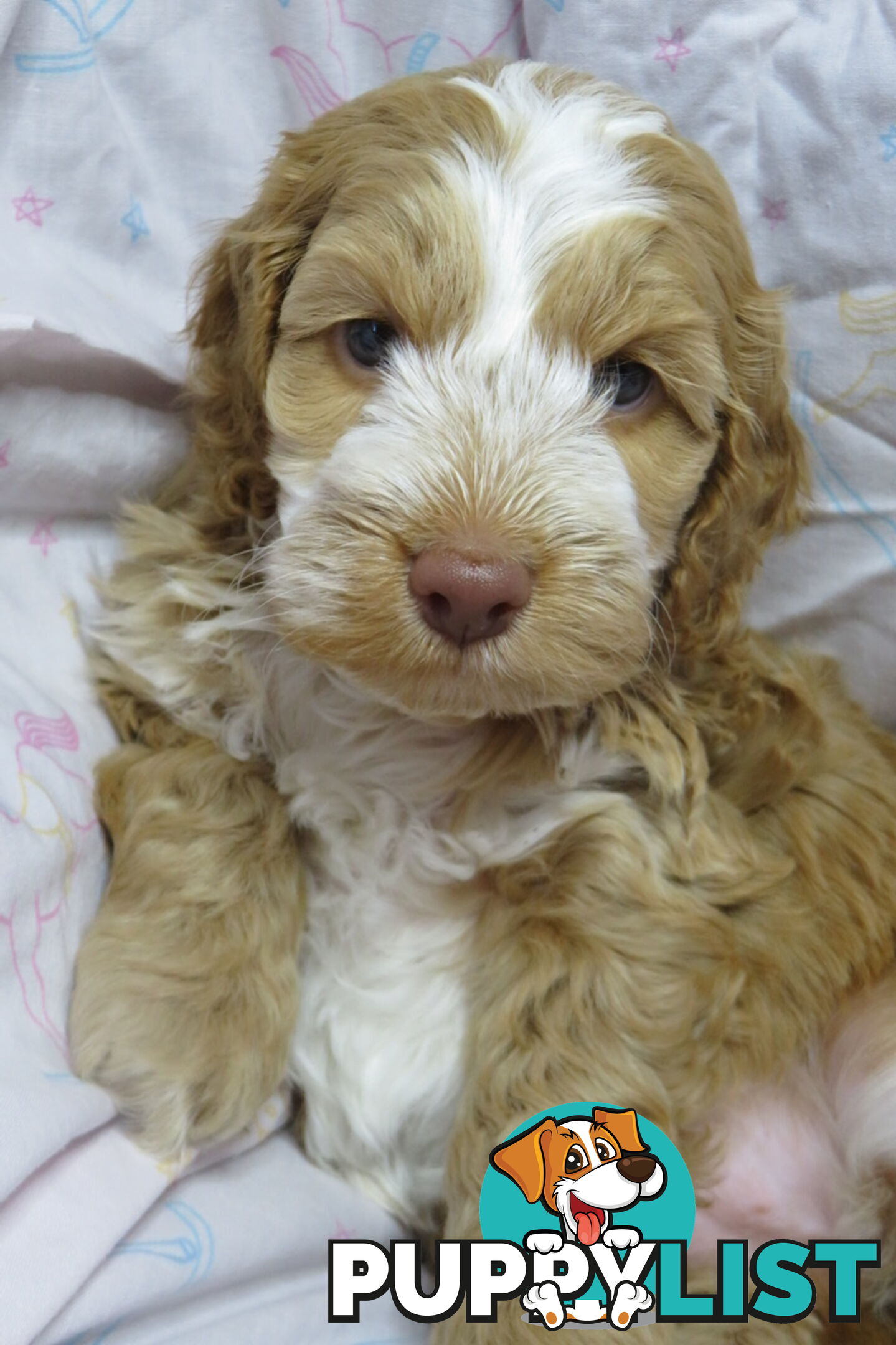 Spoodles and Purebred English Cocker Spaniels!