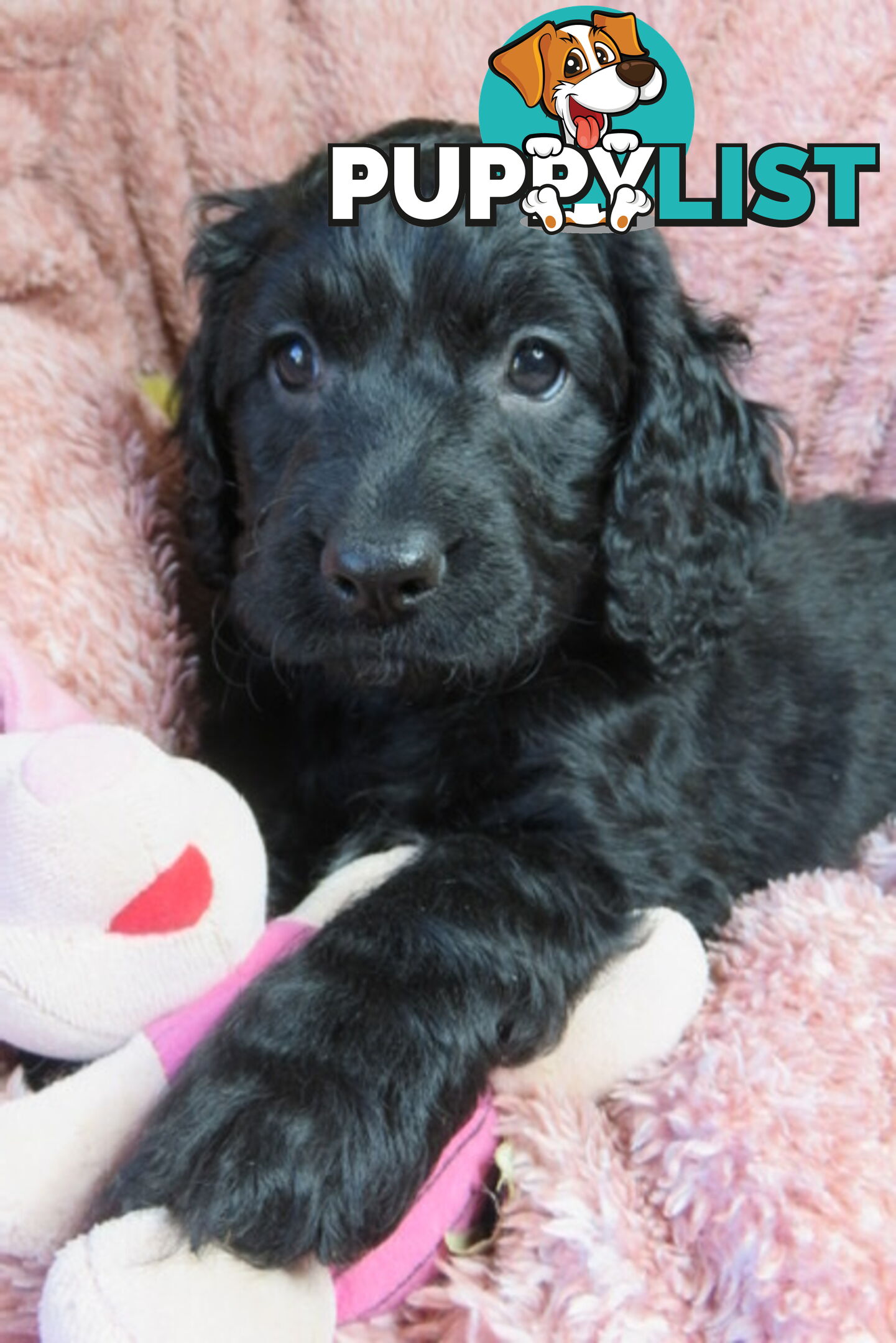 Spoodles and Purebred English Cocker Spaniels!