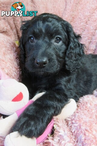 Spoodles and Purebred English Cocker Spaniels!