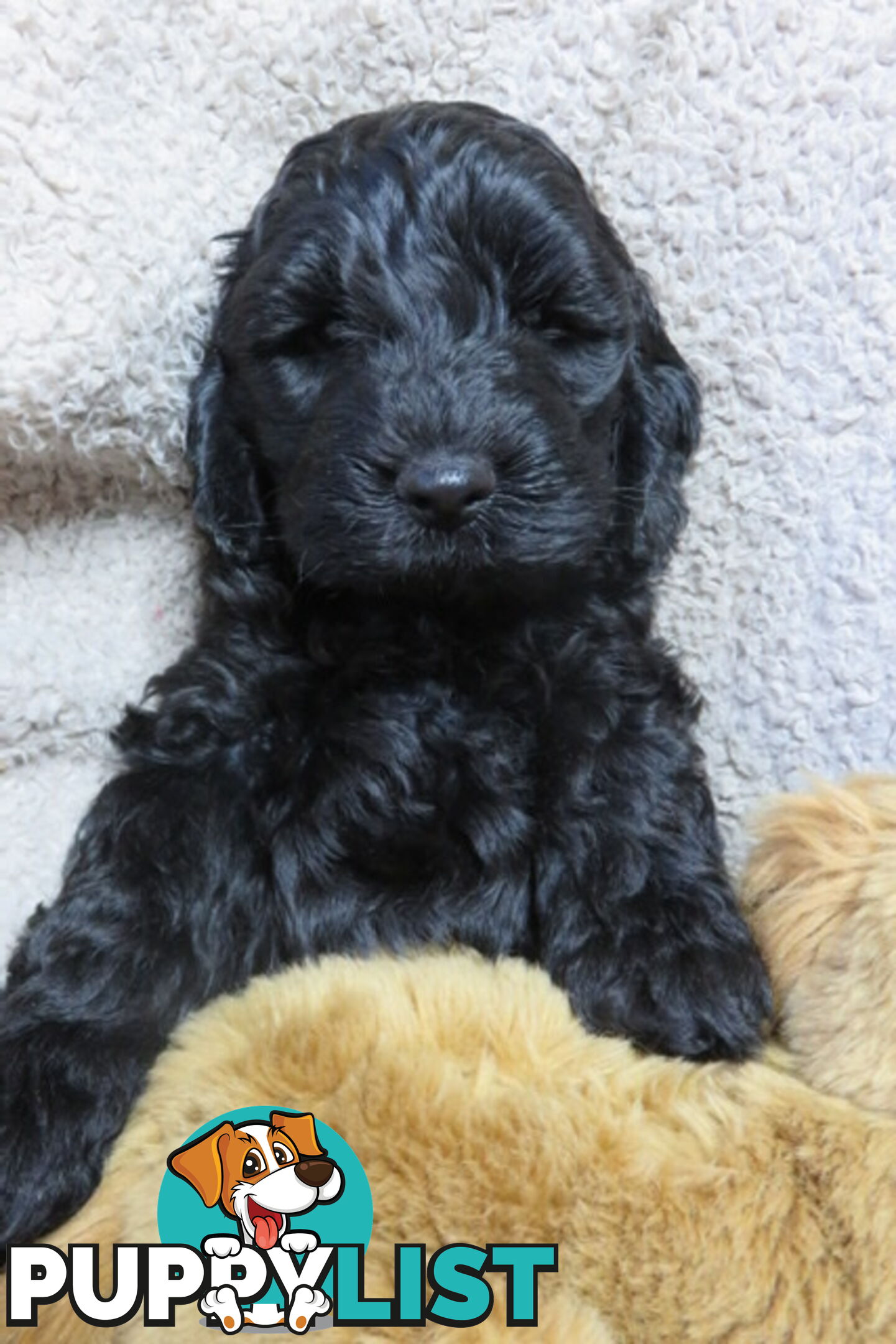 Spoodles and Purebred English Cocker Spaniels!