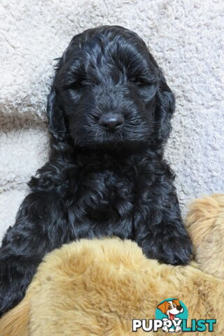 Spoodles and Purebred English Cocker Spaniels!