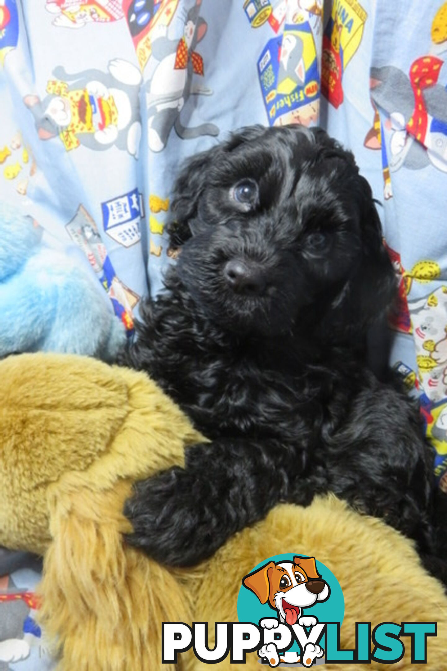 Spoodles and Purebred English Cocker Spaniels!