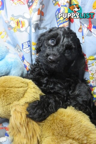 Spoodles and Purebred English Cocker Spaniels!