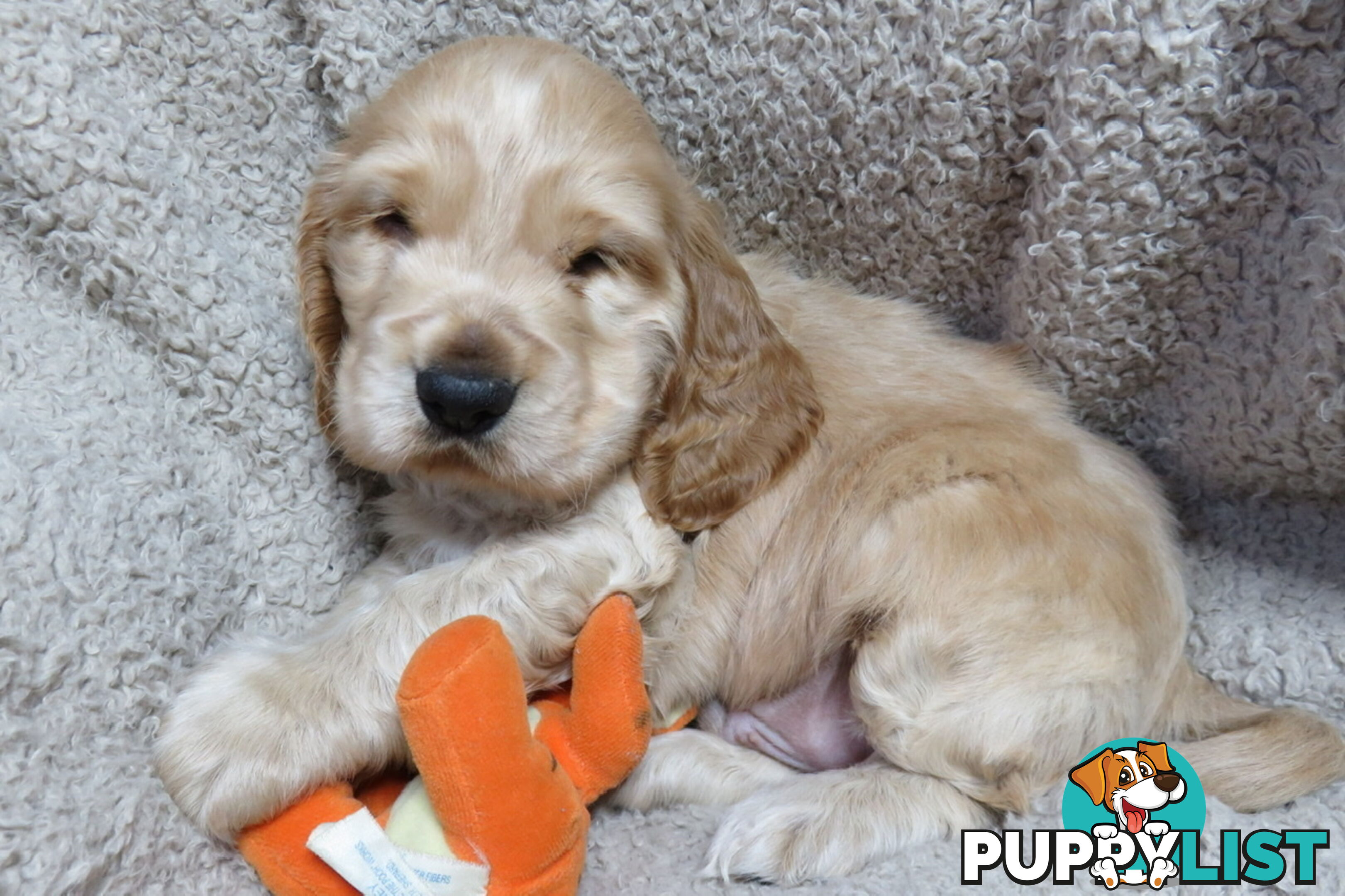 Spoodles and Purebred English Cocker Spaniels!