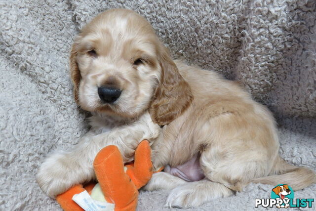 Spoodles and Purebred English Cocker Spaniels!