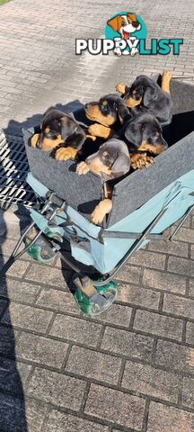 Doberman x puppies