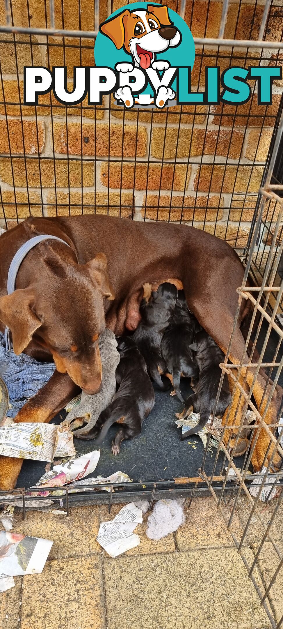 Doberman x puppies