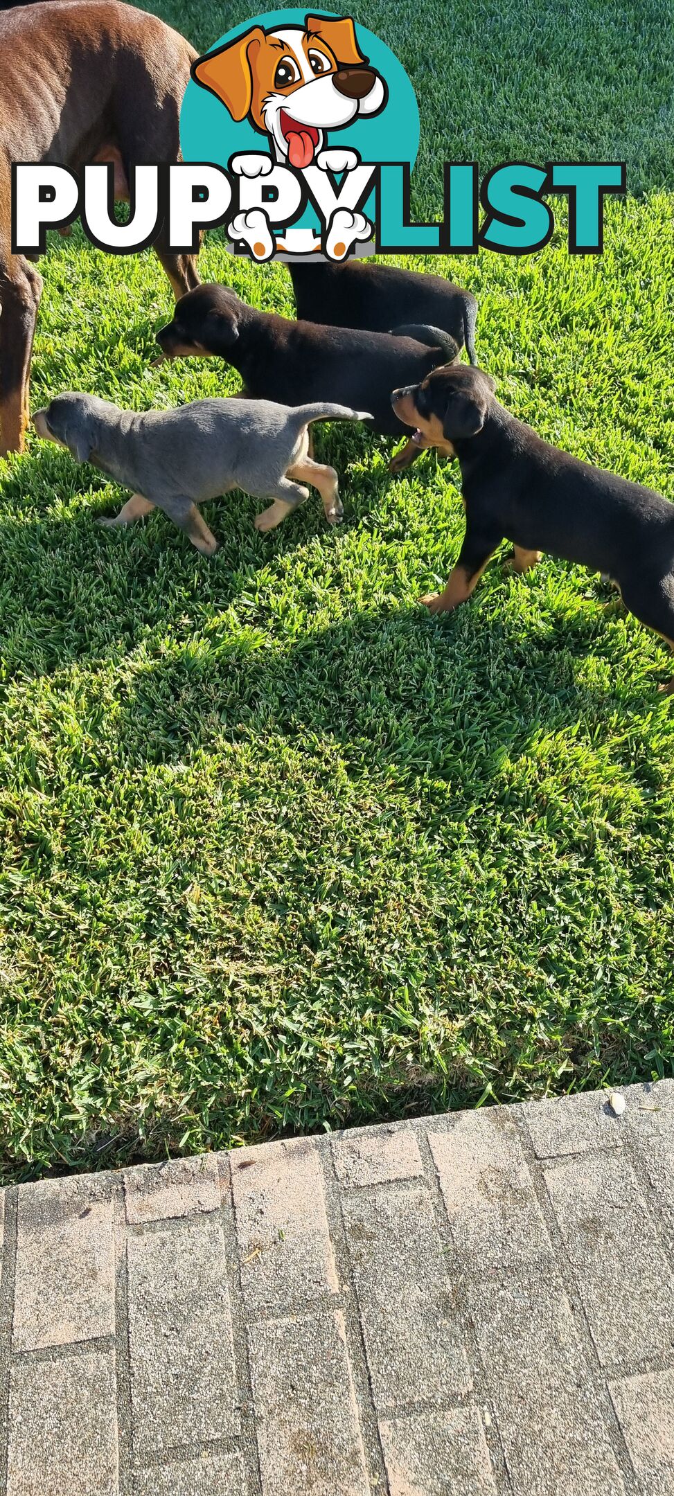 Doberman x puppies