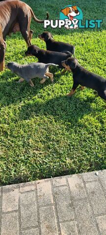 Doberman x puppies