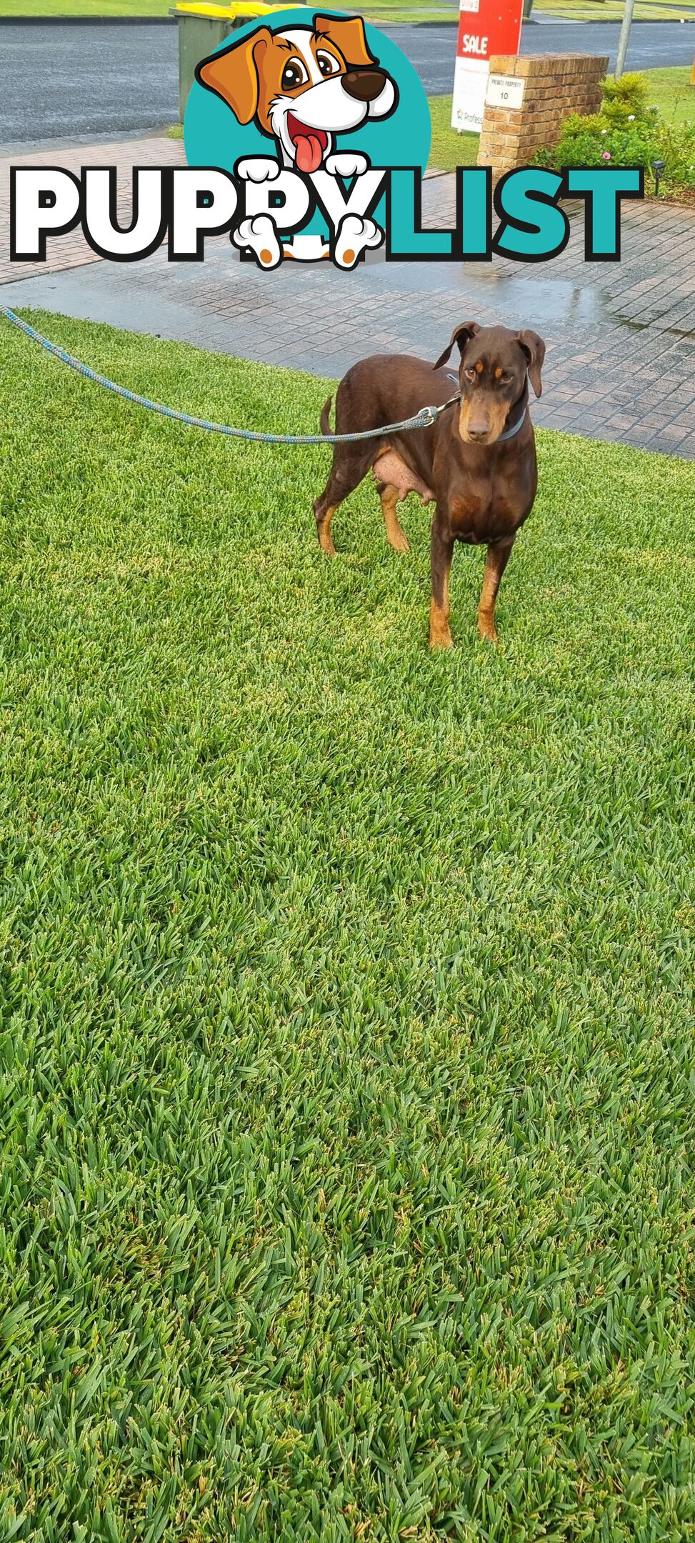 Doberman x puppies