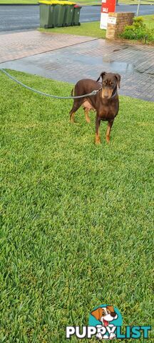 Doberman x puppies