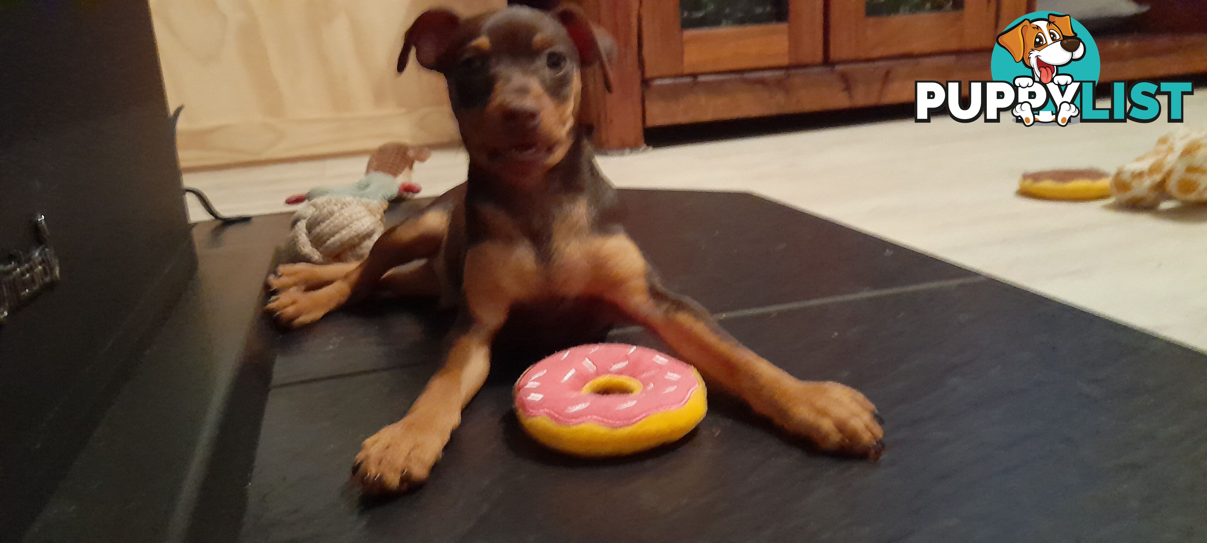 Pure Miniature Pinscher pups