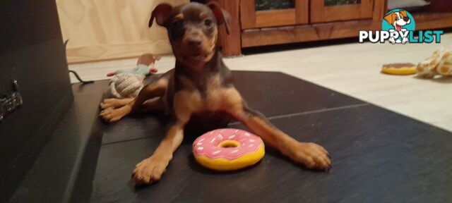 Pure Miniature Pinscher pups