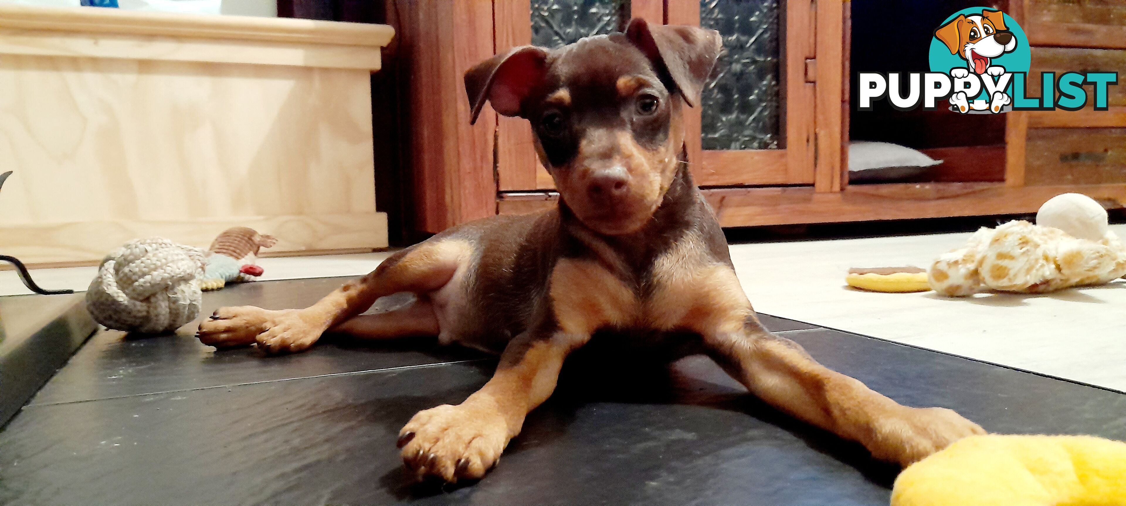 Pure Miniature Pinscher pups