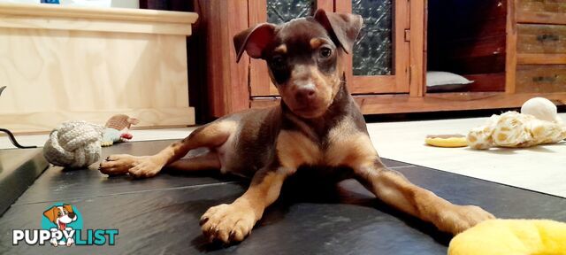 Pure Miniature Pinscher pups