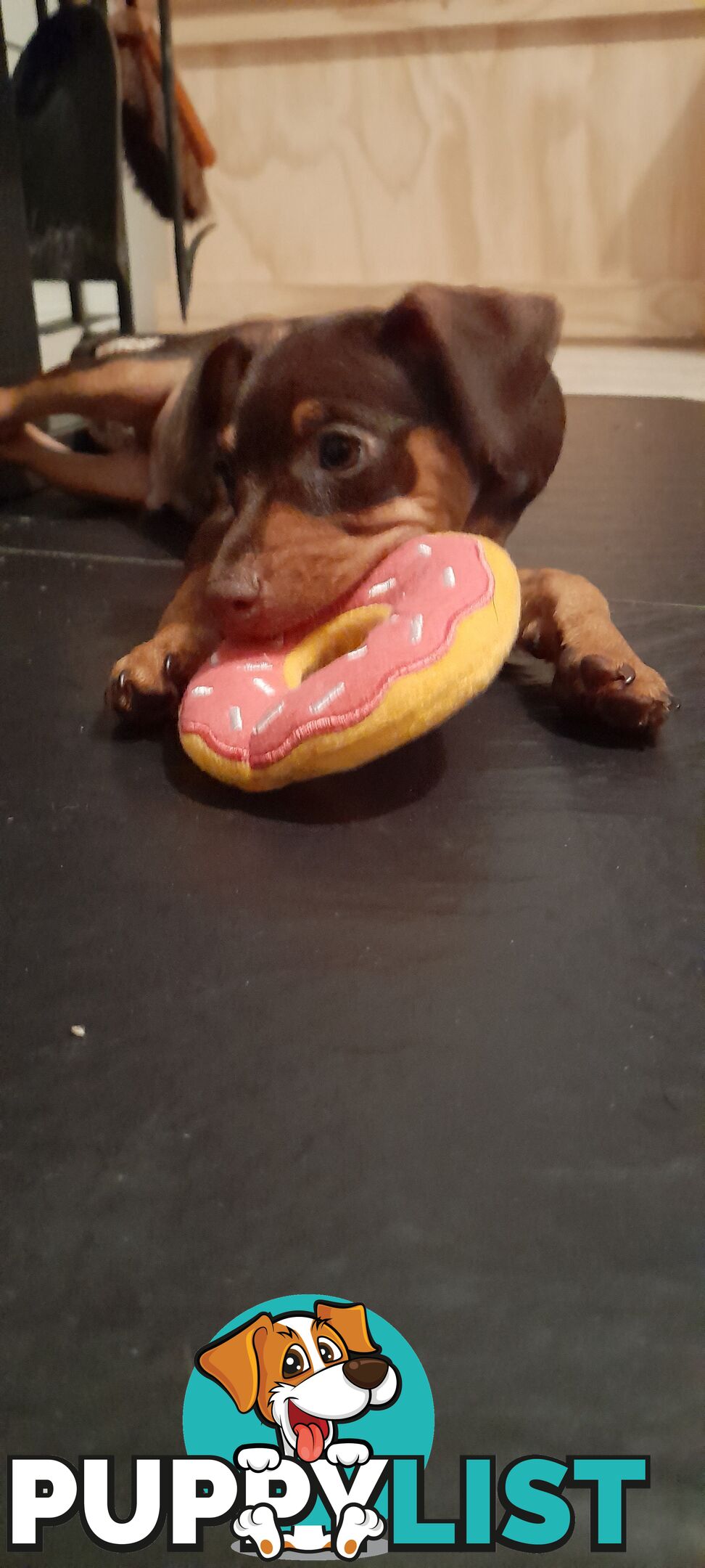 Pure Miniature Pinscher pups