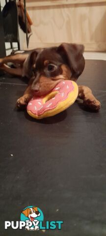 Pure Miniature Pinscher pups