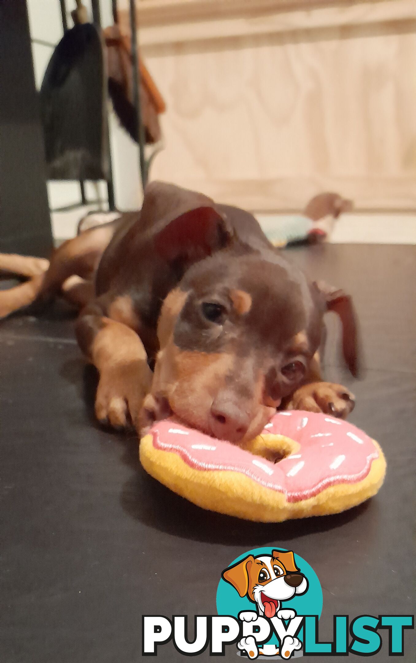 Pure Miniature Pinscher pups