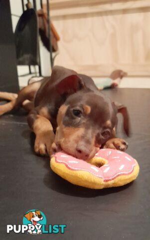 Pure Miniature Pinscher pups