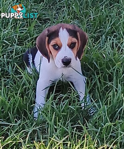 Purebred Beagle Puppies for Sake,Price Reduced to find a good hore"