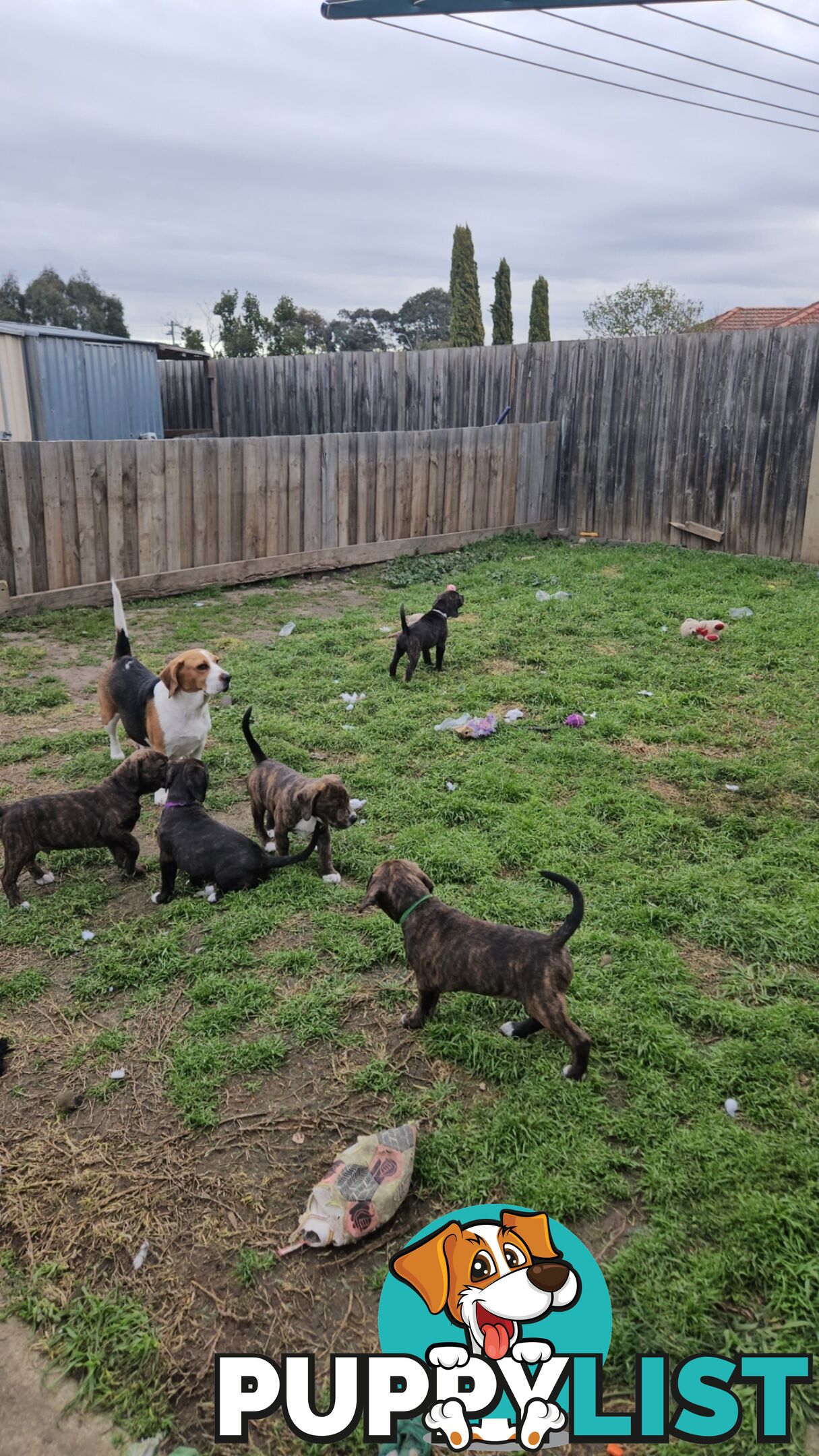 Beagle x Staffy Puppies ready for a new home!