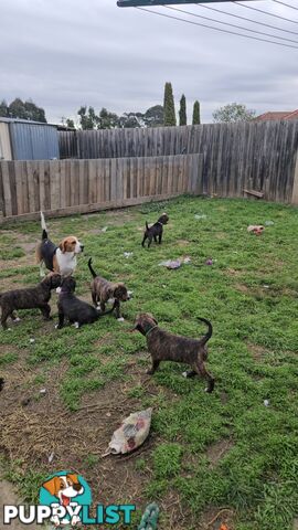 Beagle x Staffy Puppies ready for a new home!