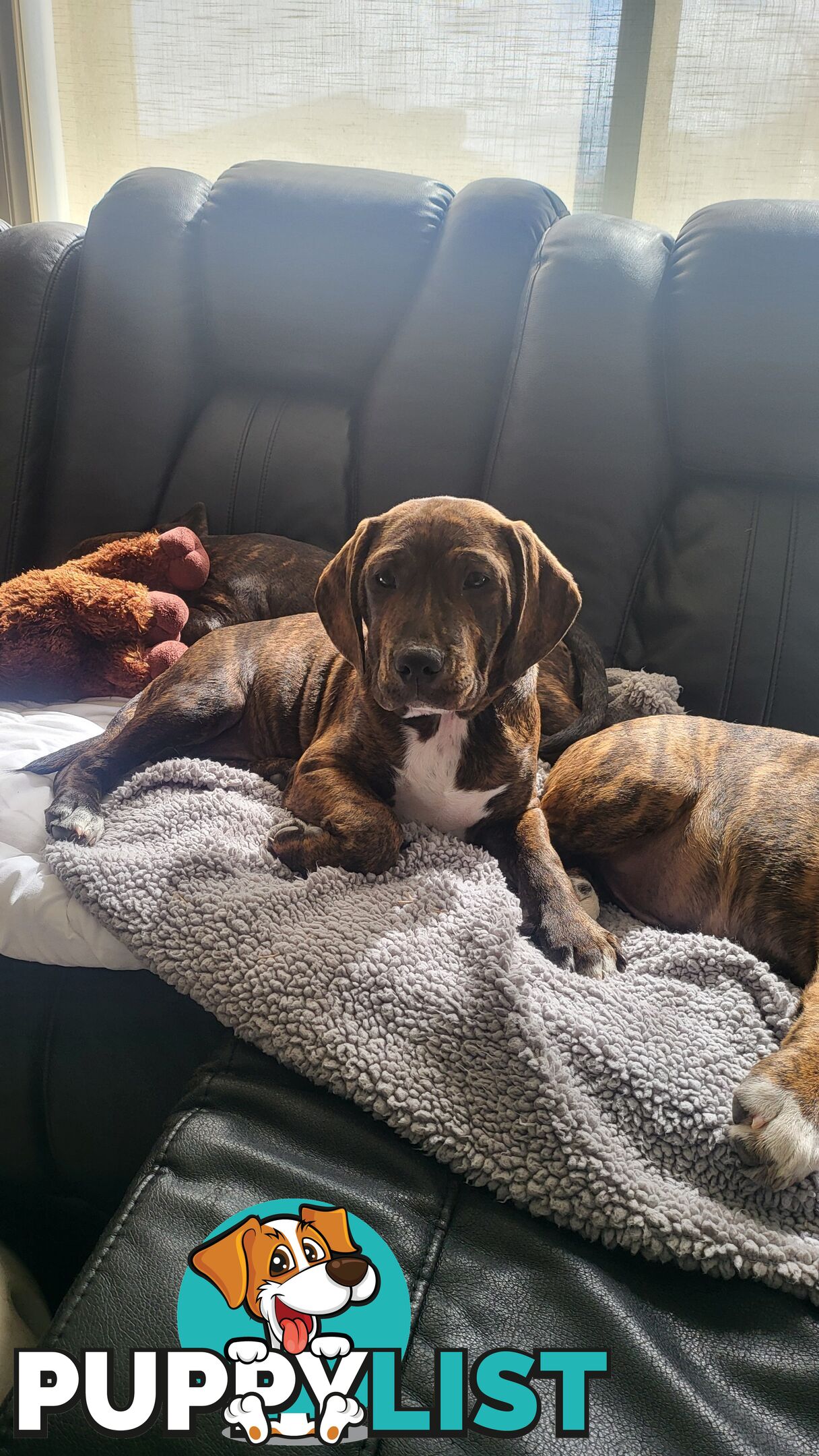 Beagle x Staffy Puppies ready for a new home!