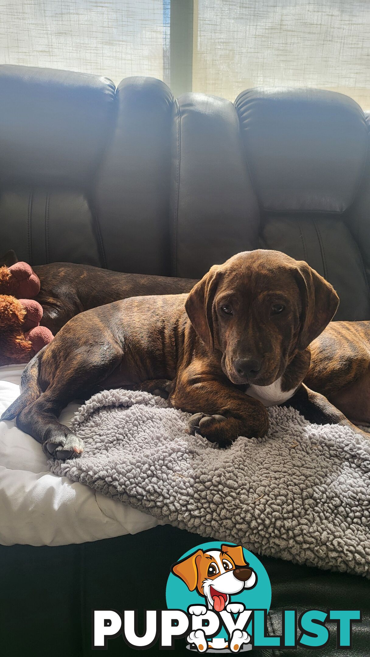 Beagle x Staffy Puppies ready for a new home!