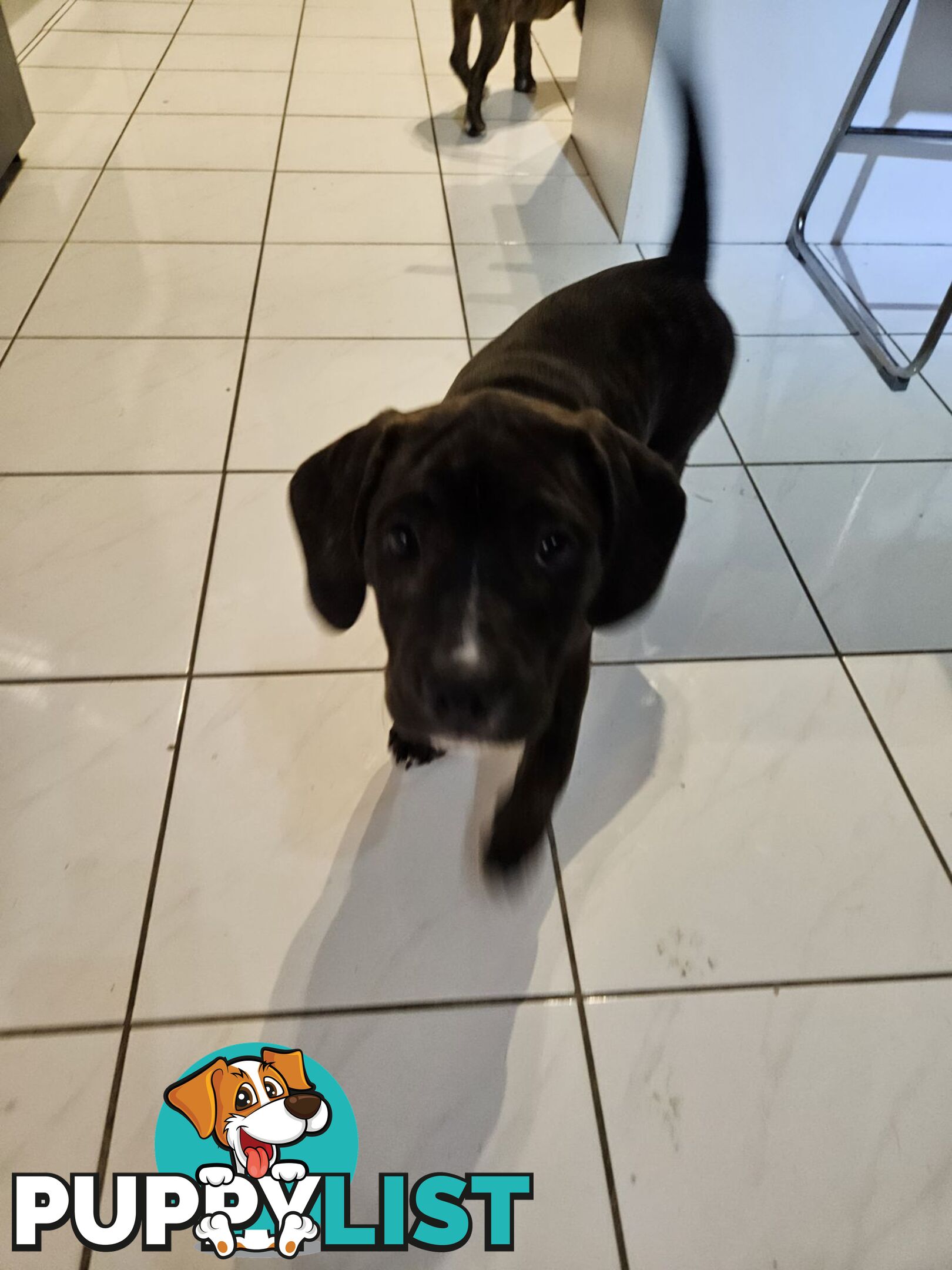 Beagle x Staffy Puppies ready for a new home!