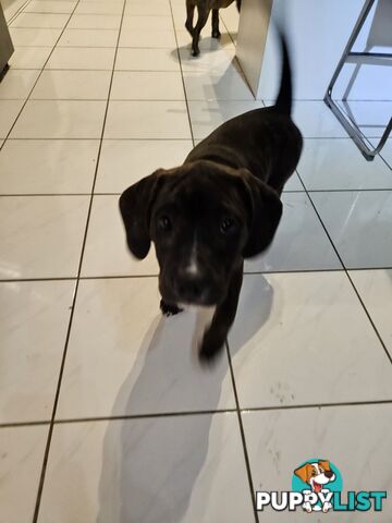 Beagle x Staffy Puppies ready for a new home!