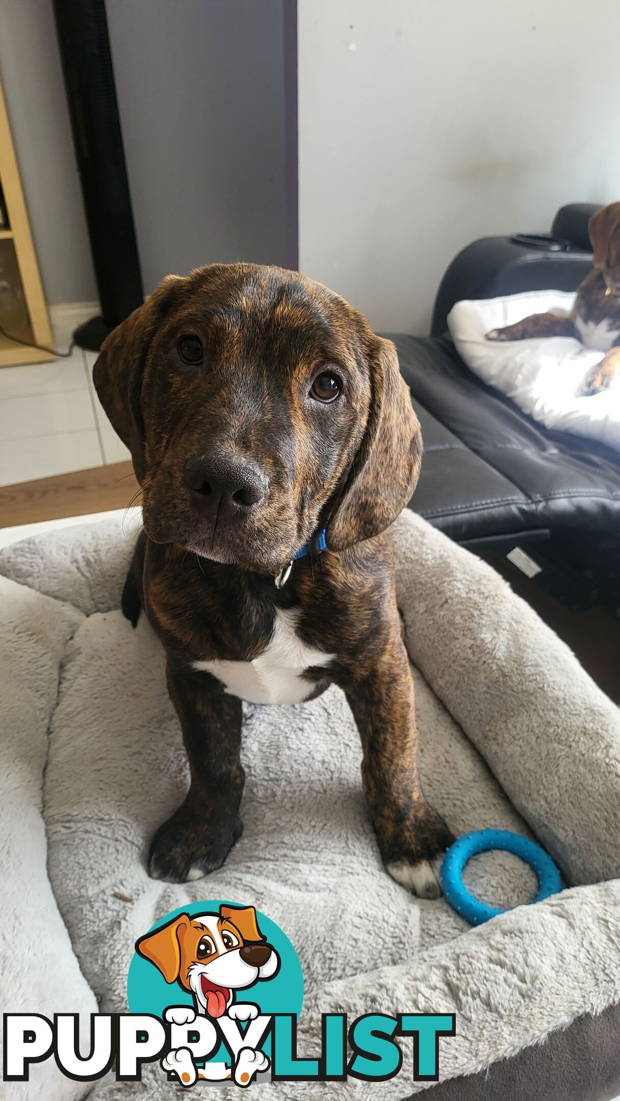 Beagle x Staffy Puppies ready for a new home!