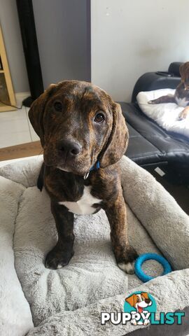 Beagle x Staffy Puppies ready for a new home!