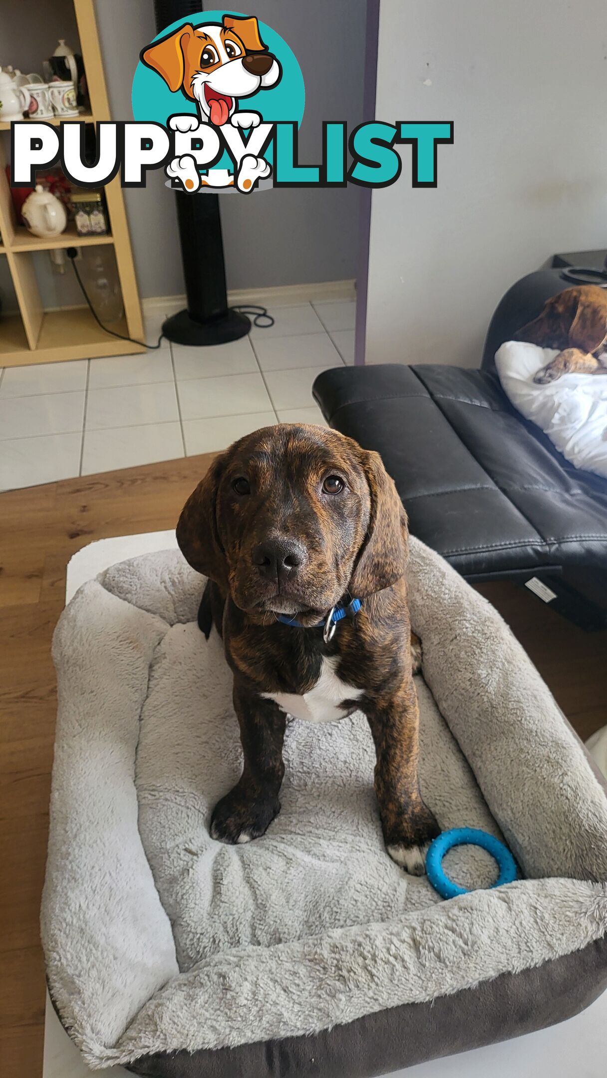 Beagle x Staffy Puppies ready for a new home!