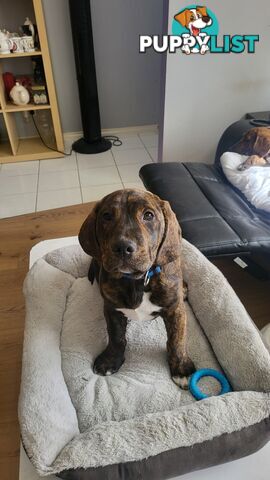 Beagle x Staffy Puppies ready for a new home!