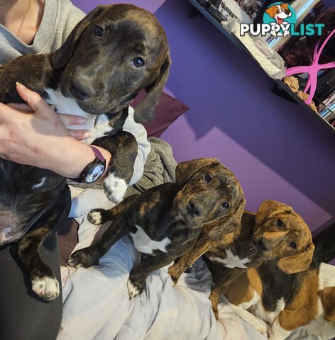 Beagle x Staffy Puppies ready for a new home!