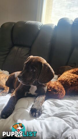 Beagle x Staffy Puppies ready for a new home!