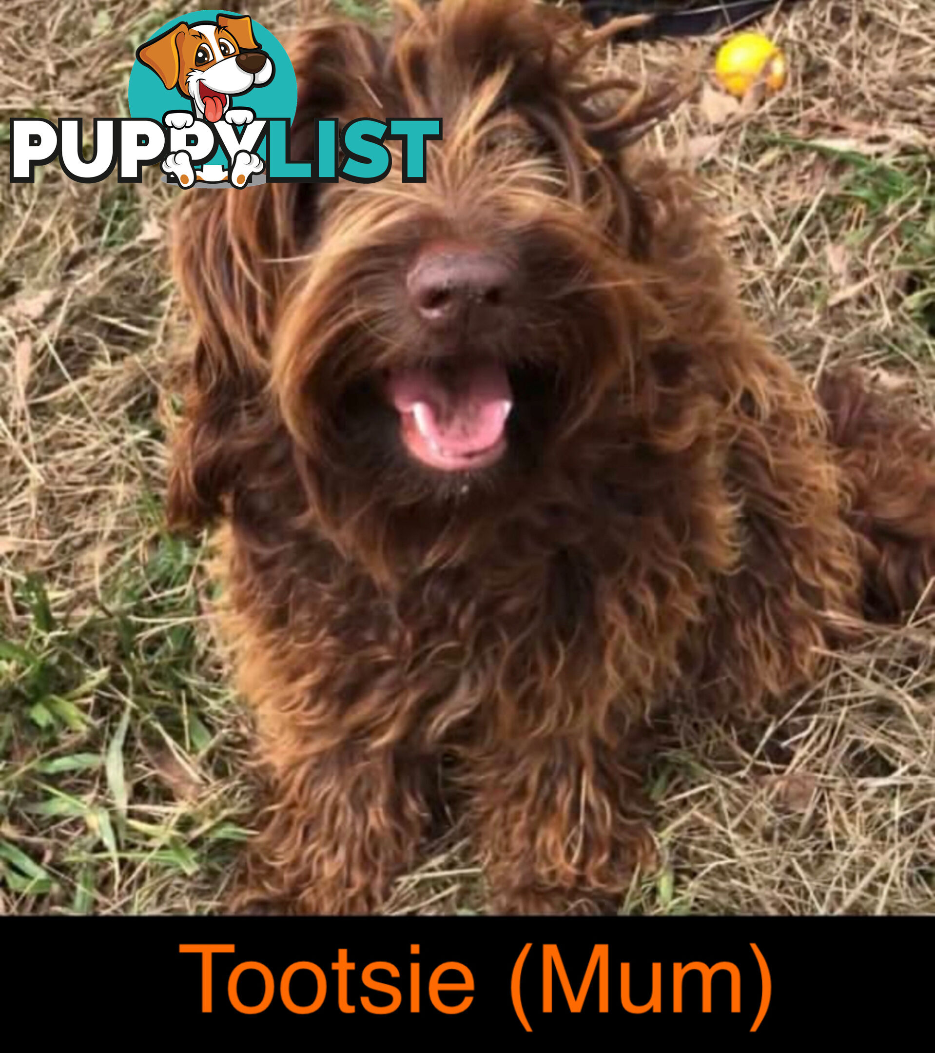 Gorgeous Medium Groodle. great temperament, DNA clear, ready 21/7.