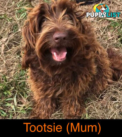 Gorgeous Medium Groodle. great temperament, DNA clear, ready 21/7.