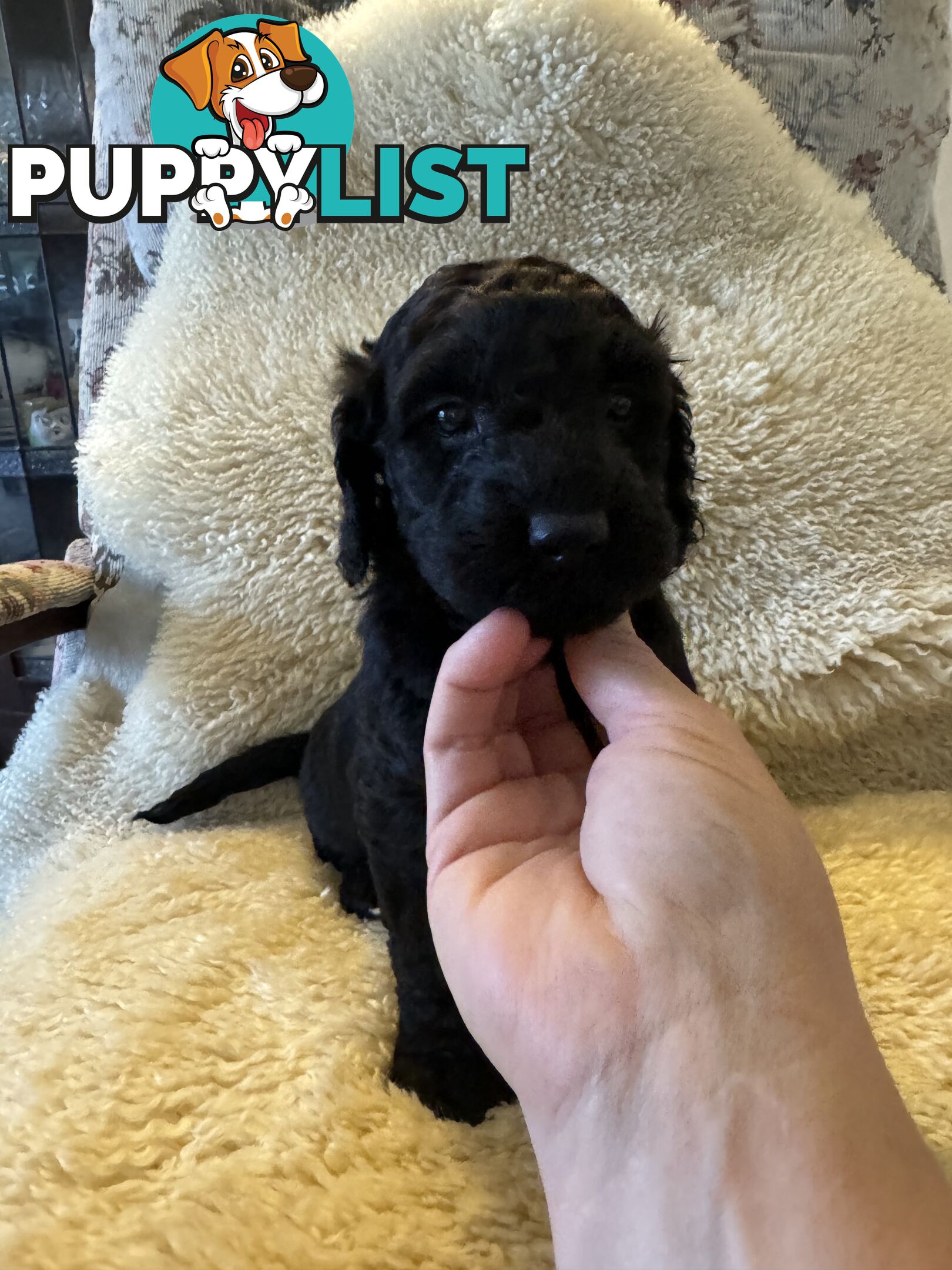 Gorgeous Medium Groodle. great temperament, DNA clear, ready 21/7.