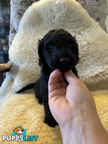 Gorgeous Medium Groodle. great temperament, DNA clear, ready 21/7.