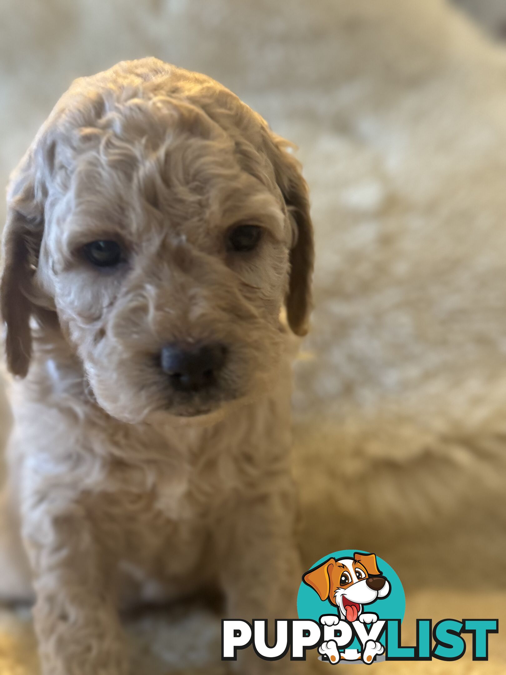 Gorgeous Medium Groodle. great temperament, DNA clear, ready 21/7.