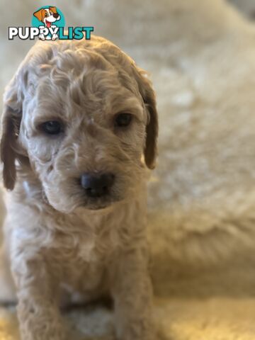 Gorgeous Medium Groodle. great temperament, DNA clear, ready 21/7.